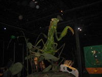 Click to popup fullsize image