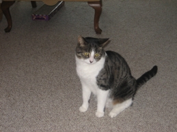 Click to popup fullsize image