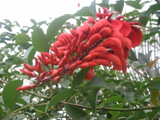 Click to popup fullsize image