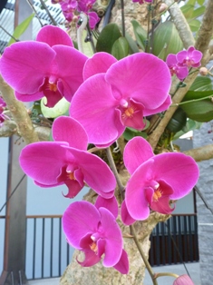 Click to popup fullsize image