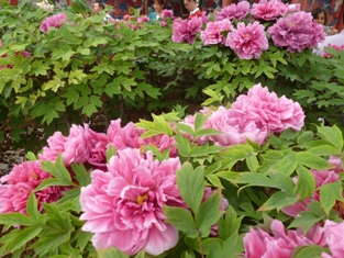 Click to popup fullsize image