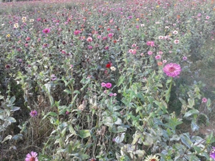 Click to popup fullsize image